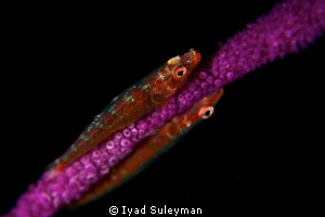 Mirror?...
Two whip gobies
Canon 60D by Iyad Suleyman 